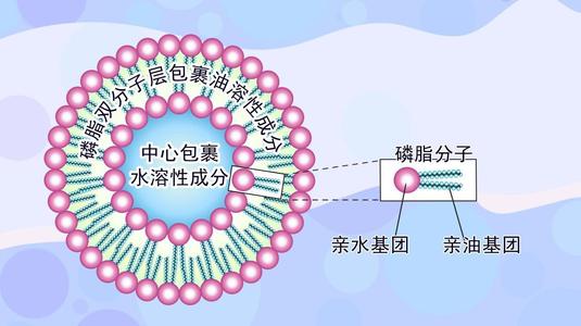 Research progress of liposome and encapsulation technology in cosmetics